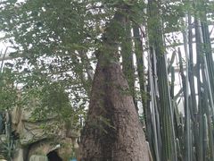 -南山植物园