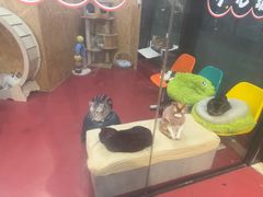 -和它·交个朋友·狗咖猫咖(爱琴海店)