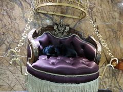 -more than meow吴止猫主题餐厅(承德 中船汇店)