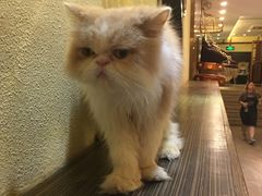 -more than meow吴止猫主题餐厅(承德 中船汇店)