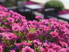 -上海和平饭店华懋阁 Cathay Room