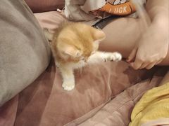 -袖虎·猫馆(体育西路店)