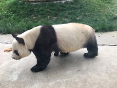 -西安秦岭野生动物园