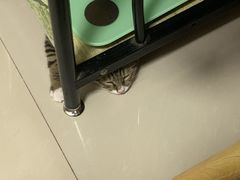 -伟伟宠物医院·瑞派猫友好医院·猫科(光谷店)