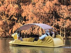 -上海海湾国家森林公园