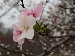 -天适樱花悠乐园