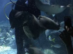 -暹罗海洋世界