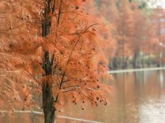 -白鹭湾湿地公园