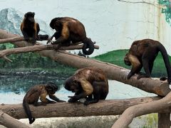 -西霞口神雕山野生动物世界