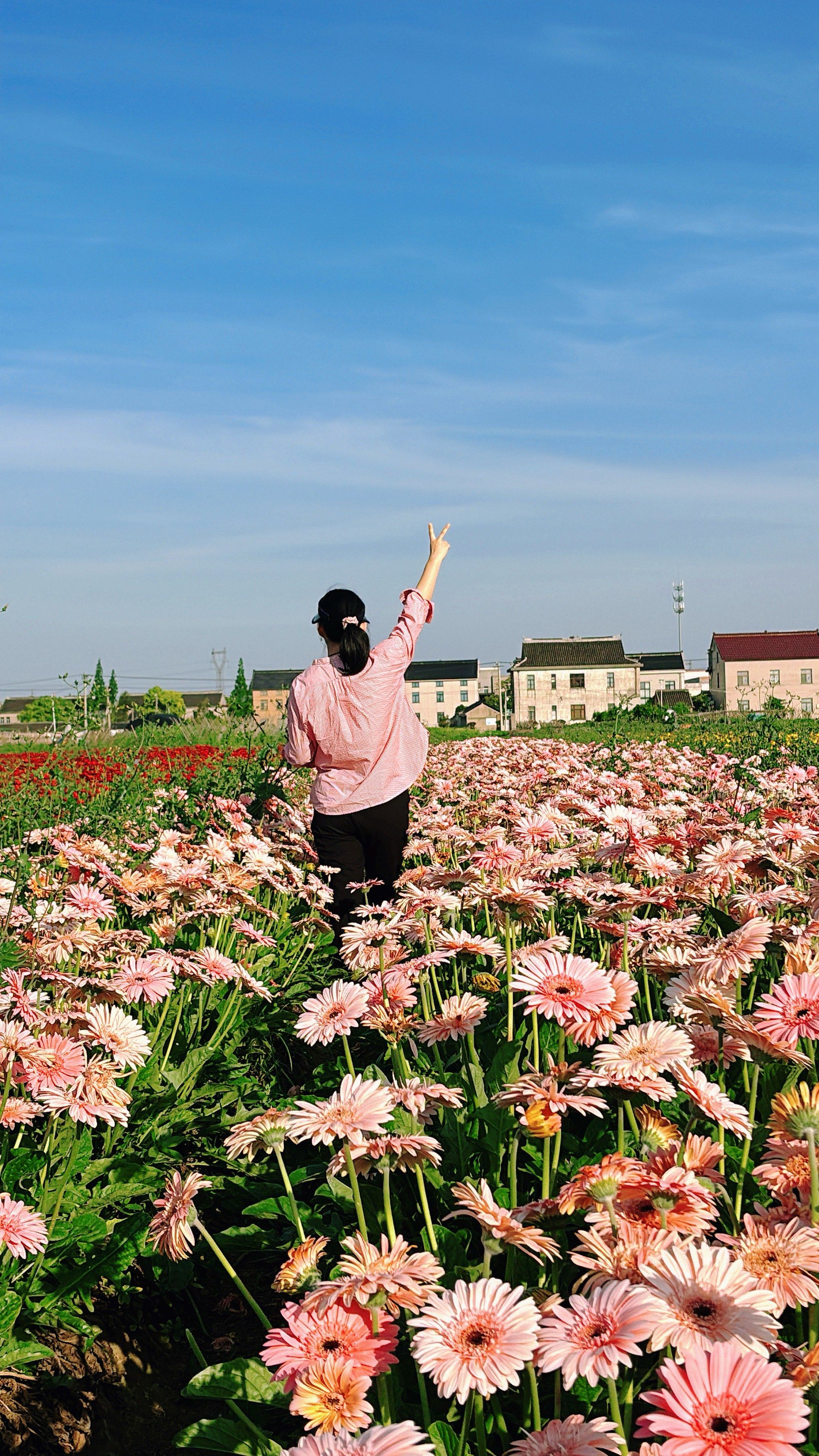 漫步花丛,心情美丽如画