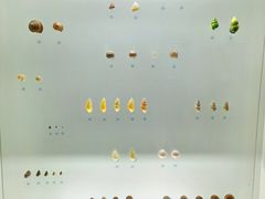 -青岛贝壳博物馆