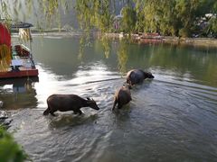 景点-靖西鹅泉风景区