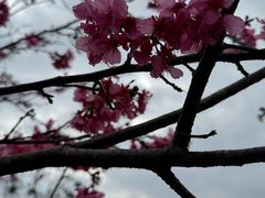 -天适樱花悠乐园