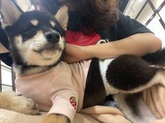 -逗柴咖啡屋·狗咖猫咖宠物桌游
