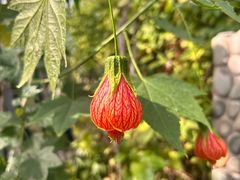 -北京植物园-展览温室