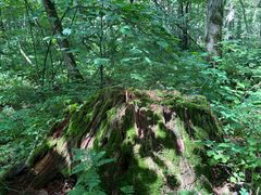 -五营红松林海景区