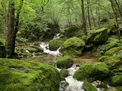 -牛背梁国家森林公园