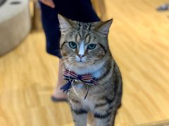 -啵啵喵·猫咖(攀华国际店)