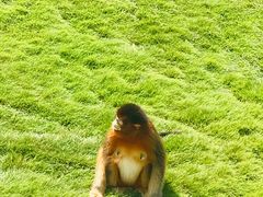 -西霞口神雕山野生动物世界