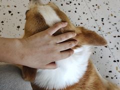 -柚子猫舍·精品猫舍购猫·猫咪认养·购宠·宠物店