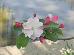 -海棠花溪(元大都城垣遗址公园)