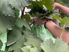 -庞各庄翠芳园西瓜蔬菜基地采摘园