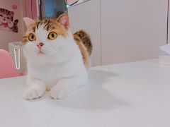 -三花喵·撸猫购宠·宠物生活馆(虹桥南丰城店)