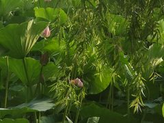 -长春市南湖公园