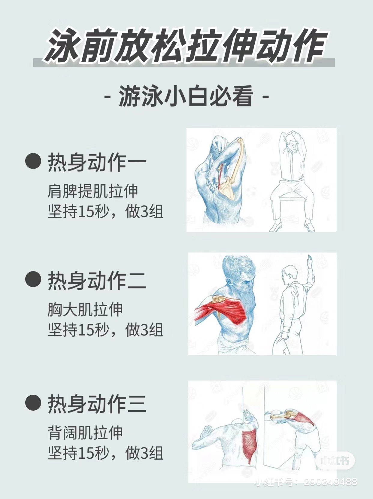 泳姿 锻炼肌肉图片