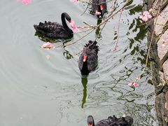 -南汇桃花村