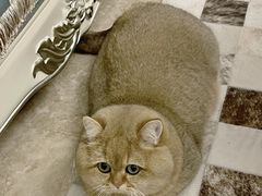 -Bastet sally猫舍购宠(静安店)