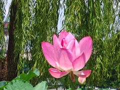 -莲花池公园