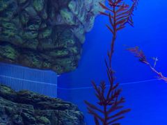 -上海海洋水族馆