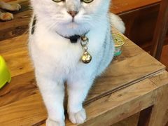 -李小姐の猫咖啡馆(五角场店)
