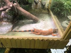 -上海大自然野生昆虫馆(东方明珠·爬宠昆虫探索中心)