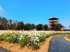 -杭州湾海上花田景区