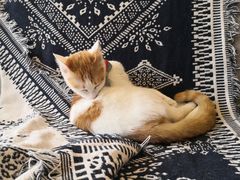 -平行世界·猫咖(首经贸店)