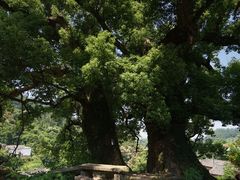 -杨家堂村