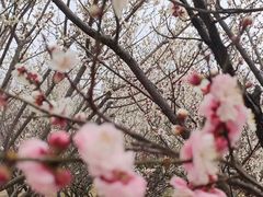 -香雪海