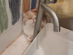 -滚猫咖啡·猫咖·猫友好撸猫(未来城店)