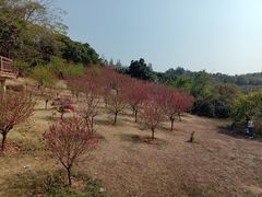 -广东花都湖国家湿地公园