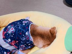 -逗柴咖啡屋·狗咖猫咖宠物桌游