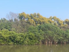 -大湾区中央湿地公园
