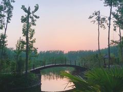 -合肥滨湖国家森林公园