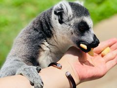 -云南野生动物园