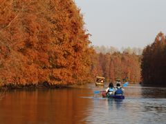 -上海海湾国家森林公园