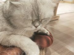 -飞行喵MR PILOT|猫舍·猫咖(静安大融城店)