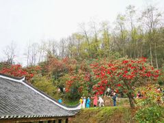 -贵州百里杜鹃风景名胜区