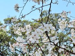 -武汉大学-樱园