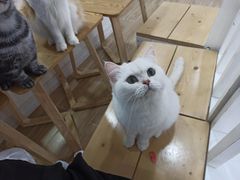 -李小姐の猫咖啡馆(五角场店)
